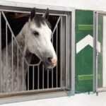 Dadar Beredar Cabang Jogja: Berbagai Varian Dadar untuk Setiap Selera