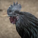 Dadar Beredar Cabang Jogja: Paduan Rasa dan Aroma yang Menggoda