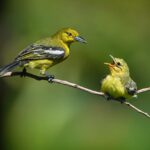 Outlet Dadar Beredar Jogja: Tempat Favorit Para Foodie