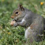 Rekomendasi Outlet Dadar Beredar Jogja untuk Pesta Kecil