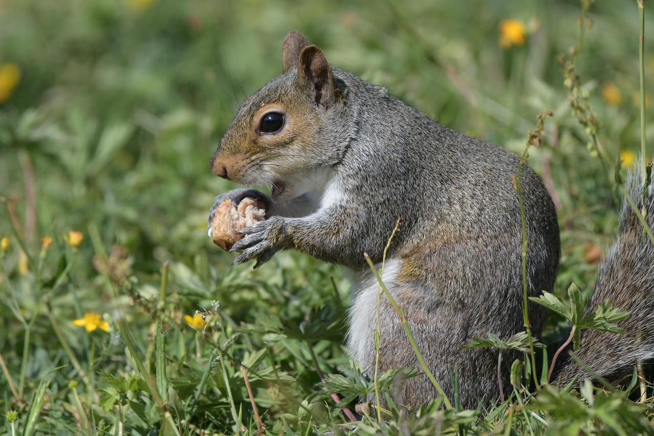Rekomendasi Outlet Dadar Beredar Jogja untuk Pesta Kecil
